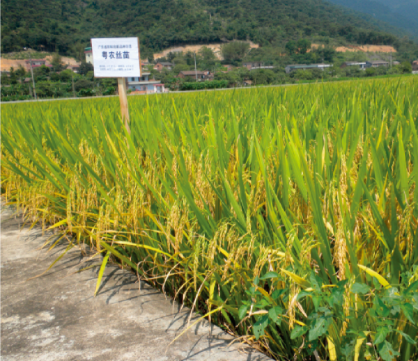 14-粵農(nóng)絲苗.jpg