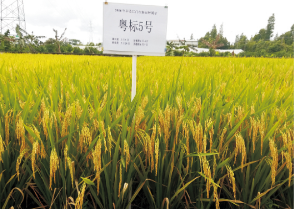 18-粵標(biāo)5號.jpg