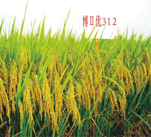 28-博Ⅱ優(yōu)312.jpg