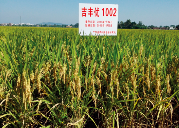 31-吉豐優(yōu)1002.jpg