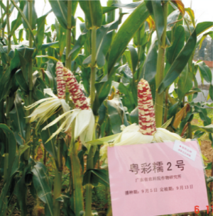 粵彩糯2號(hào).jpg