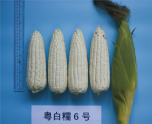 粵白糯6號(hào).jpg