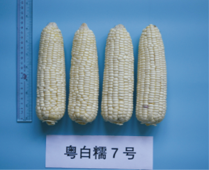 粵白糯7號(hào).jpg