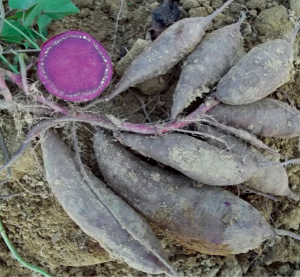廣紫薯8號(hào).jpg