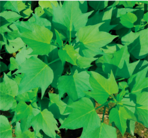 廣菜薯5號(hào).jpg