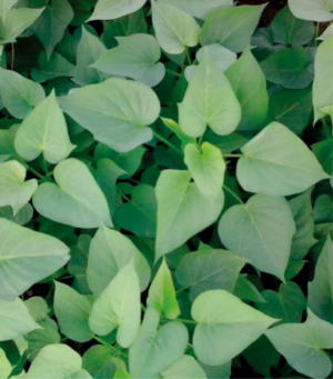 廣菜薯6號(hào).jpg