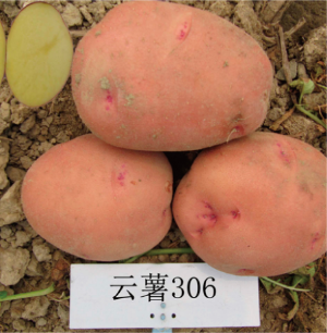云薯306.jpg
