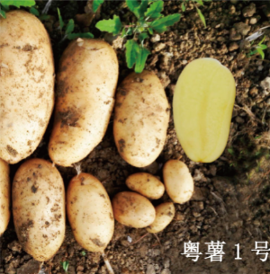 粵薯1號(hào).jpg
