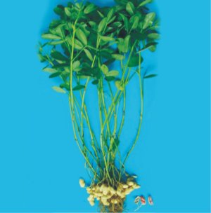 珍珠紅1號(hào).jpg