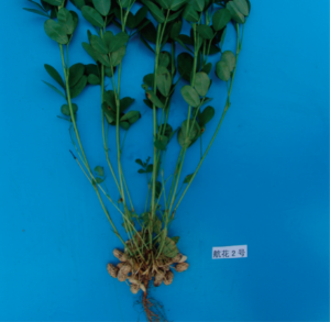 航花2號(hào).jpg
