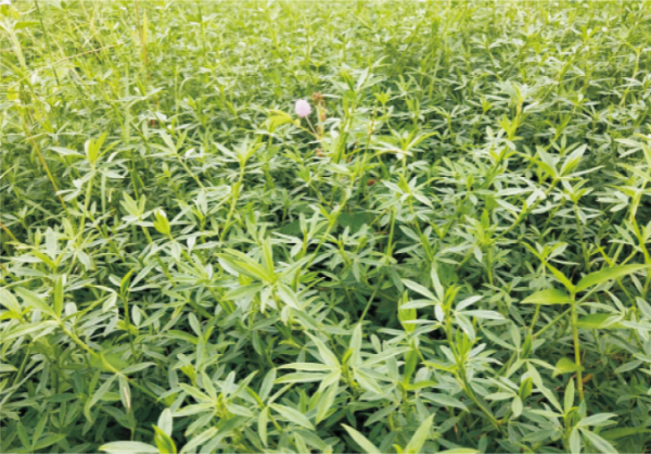 粵研1號(hào)柱花草 (1).jpg