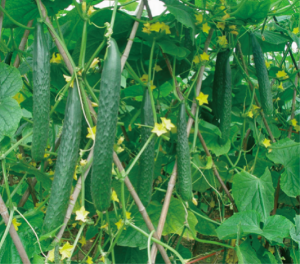 粵秀3號(hào)黃瓜.jpg