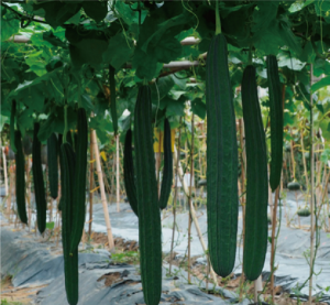 雅綠8號(hào)絲瓜.jpg