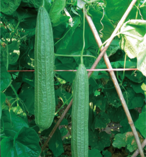 粵優(yōu)2號(hào)絲瓜.jpg