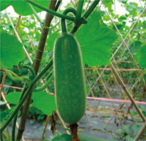 綠肉節(jié)瓜.jpg