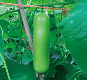 早蒲1號(hào).jpg