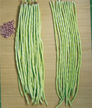 豐產(chǎn)六號(hào)豆角.jpg