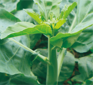 夏翠芥藍(lán).jpg