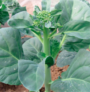 秋綠芥藍(lán).jpg