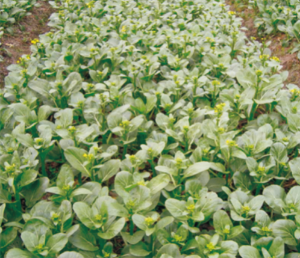 碧綠粗薹菜心.jpg