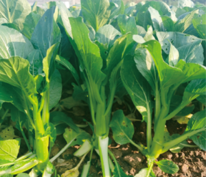 粵翠1號(hào)雜交菜心.jpg