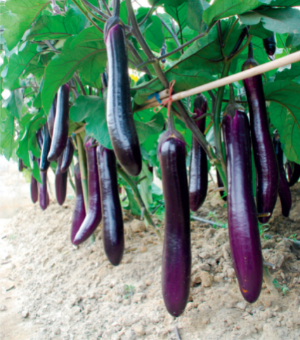 農(nóng)豐長茄.jpg