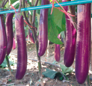 農(nóng)夫長茄.jpg