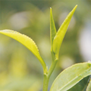 粵茗4號茶樹.jpg