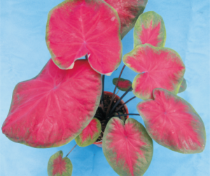 碧血丹心花葉芋.jpg