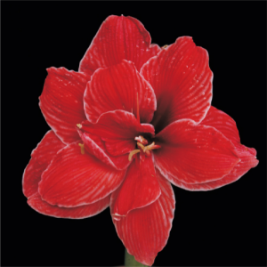 紅運(yùn)朱頂紅.jpg