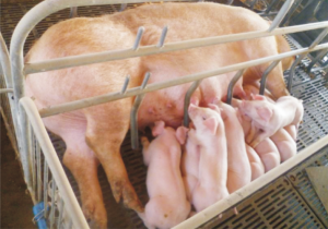 龍發(fā)新丹系長白種豬 (3).jpg