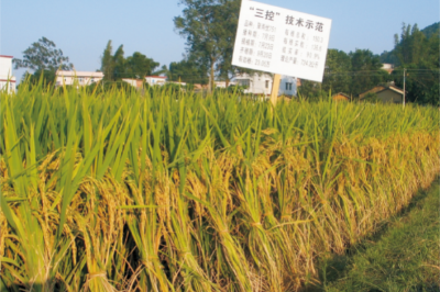 46-水稻三控施肥技術(shù)（三控施肥技術(shù)在興寧市創(chuàng)實(shí)割畝產(chǎn)817.0公斤高產(chǎn)記錄）.jpg