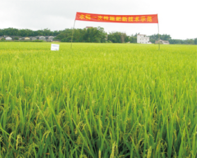 47-水稻一次性施肥技術(shù).jpg