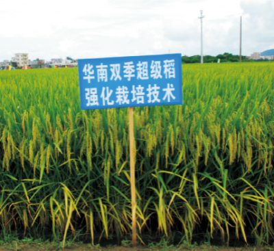 48-華南雙季超級(jí)稻強(qiáng)化栽培技術(shù).jpg