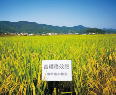 富硒稻米標(biāo)準(zhǔn)化生產(chǎn)技術(shù).jpg