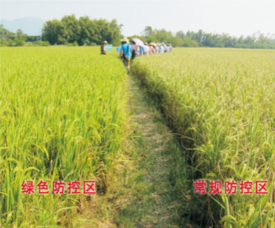 華南雙季稻病害綠色防控技術(shù).jpg