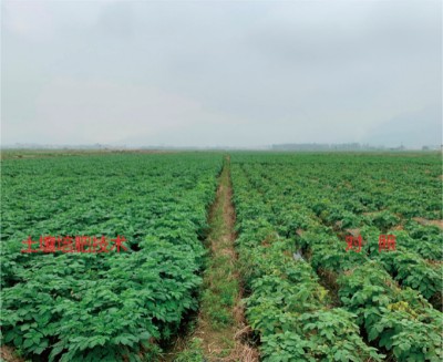 基于“薯-稻-稻”三熟種植模式的土壤培肥技術(shù).jpg