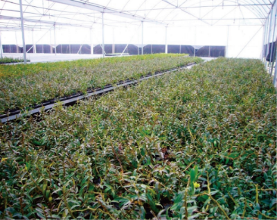 藥用石斛仿野生種植技術(shù) (1).jpg