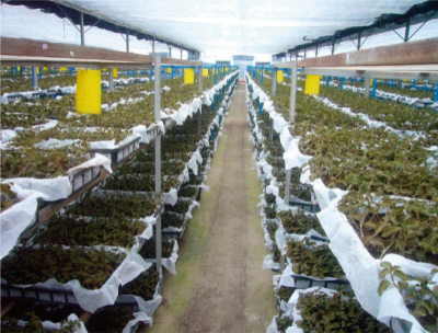 金線蓮仿野生種植技術(shù) (2).jpg