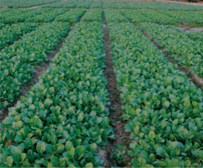 菜心炭疽病綜合防控技術(shù).jpg