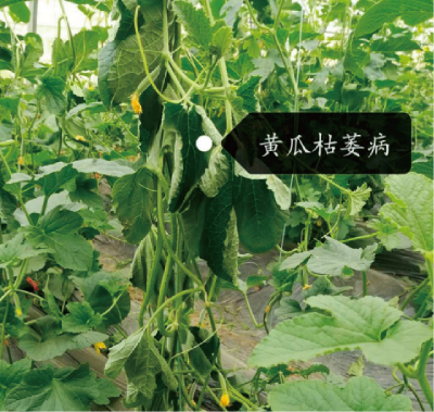 瓜果類蔬菜土傳真菌病害成災(zāi)機(jī)制及防控技術(shù) (2).jpg