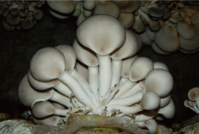 食藥用菌周年高效栽培技術(shù) (2).jpg
