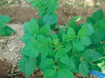 馬鈴薯病毒病綜合防控技術(shù) (田間癥狀).jpg