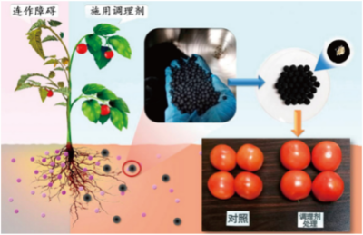 設(shè)施茄果類蔬菜連作障礙生態(tài)土壤調(diào)理劑的制備與應(yīng)用技術(shù).jpg