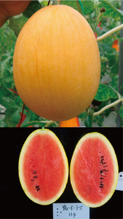 優(yōu)質(zhì)特色小果型西瓜新品種 (紅玉).jpg