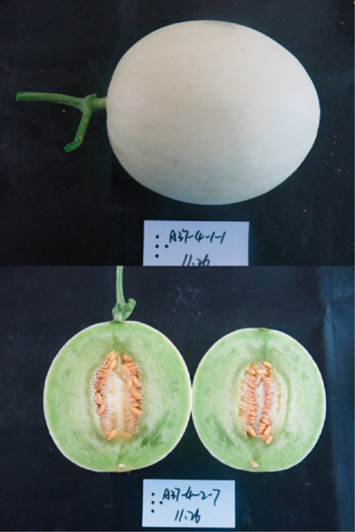 設(shè)施專用優(yōu)質(zhì)厚皮甜瓜新品種 (碧蜜).jpg