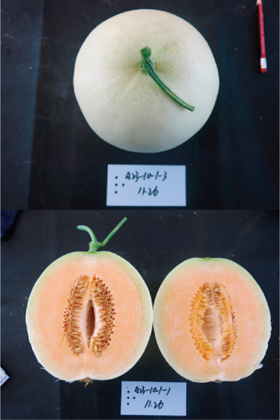 設(shè)施專用優(yōu)質(zhì)厚皮甜瓜新品種 (橙蜜).jpg