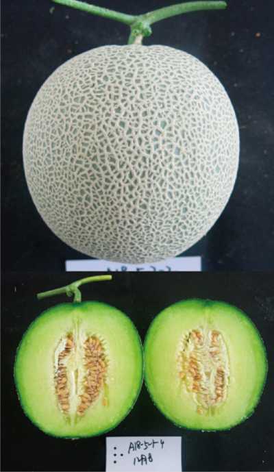 設(shè)施專用優(yōu)質(zhì)厚皮甜瓜新品種 (翠蜜1號).jpg