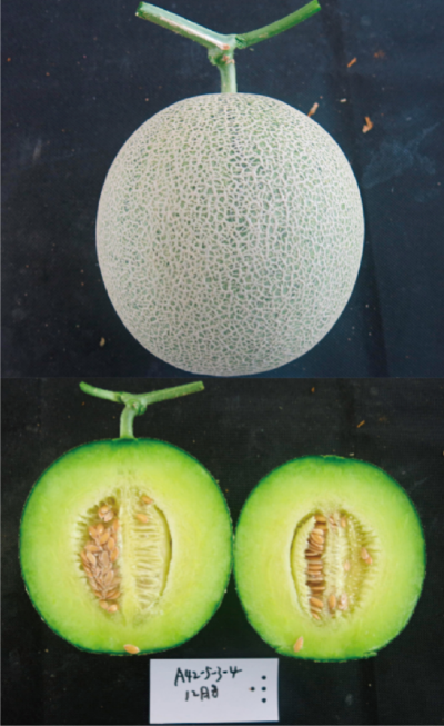 設(shè)施專用優(yōu)質(zhì)厚皮甜瓜新品種 (翠蜜2號).jpg