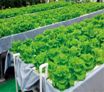 設(shè)施栽培葉菜工廠化高效安全栽培技術(shù).jpg